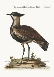 El chorlito indio de pecho negro, 1749-73